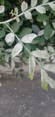 Erysiphaceae