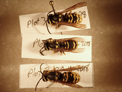 Vespula atropilosa