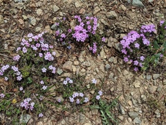 Phlox diffusa
