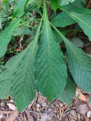 Aphelandra sinclairiana