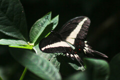 Heraclides hectorides