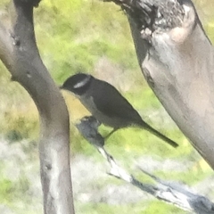 Melithreptus validirostris