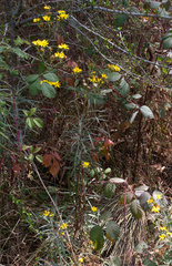 Senecio stoechadiformis