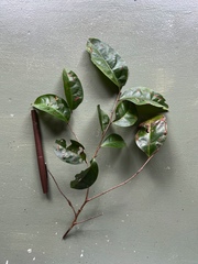 Glochidion sessiliflorum