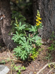 Lupinus croceus