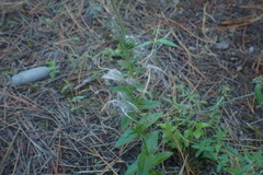 Epilobium billardiereanum