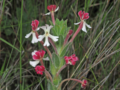 Zaluzianskya microsiphon