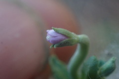 Epilobium billardiereanum