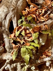 Polypodium virginianum