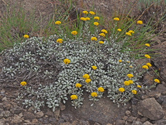 Helichrysum albirosulatum