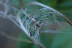 Epilobium billardiereanum