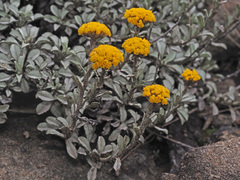 Helichrysum albirosulatum