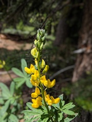 Lupinus croceus