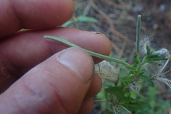 Epilobium billardiereanum