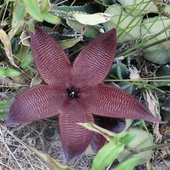 Stapelia