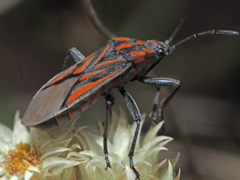 Spilostethus rivularis