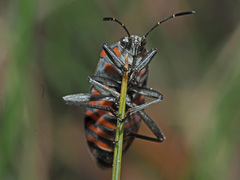 Spilostethus rivularis