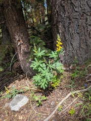 Lupinus croceus