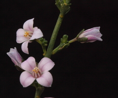 Cyanothamnus coerulescens spinescens