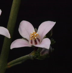 Cyanothamnus coerulescens spinescens