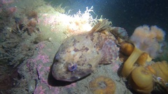 Myoxocephalus