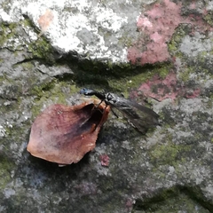 Raphidiidae