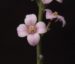Cyanothamnus coerulescens spinescens