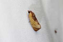 Cryptophlebia ombrodelta