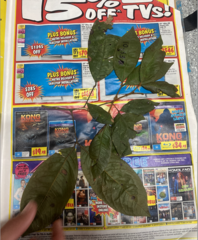 Mischocarpus lachnocarpus