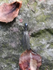 Raphidiidae