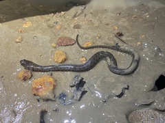 Helicops leopardinus