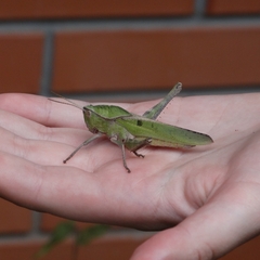 Xyleus discoideus
