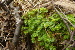 Chrysosplenium tetrandrum