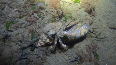 Pagurus acadianus