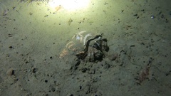 Pagurus acadianus