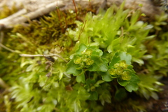 Chrysosplenium tetrandrum