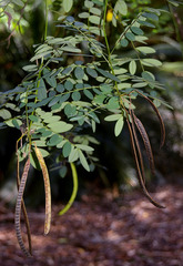 Senna acclinis
