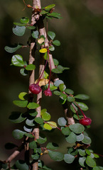 Phyllanthus microcladus