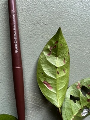 Glochidion sessiliflorum