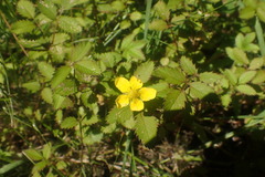 Argentina anserinoides