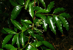 Toechima pterocarpum