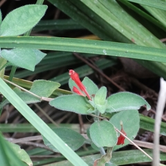 Dicliptera suberecta