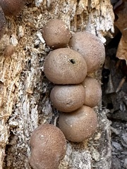 Lycogala epidendrum