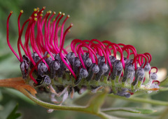 Grevillea beardiana