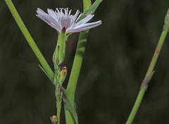 Lactuca inermis