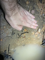 Helicops leopardinus