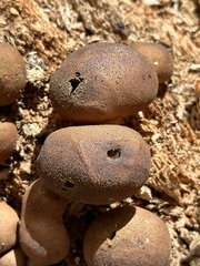 Lycogala epidendrum