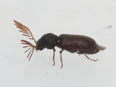 Ptilinus