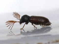 Ptilinus