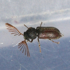 Ptilinus